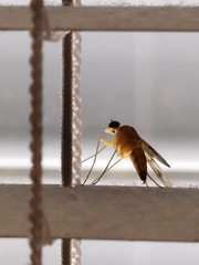 Diptera