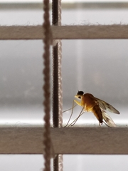 Diptera