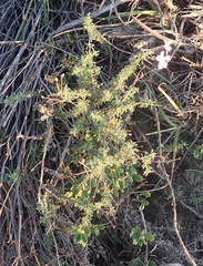 Jamesbrittenia tysonii