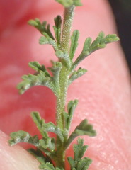 Jamesbrittenia tysonii