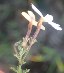 Jamesbrittenia tysonii