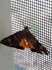 Catocala amica
