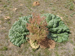Rheum tataricum