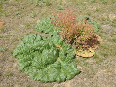 Rheum tataricum