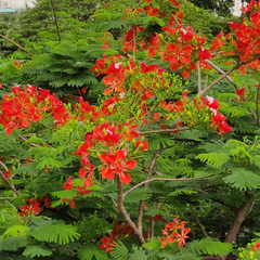 Delonix regia