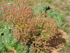 Rheum tataricum