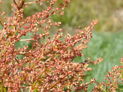 Rheum tataricum