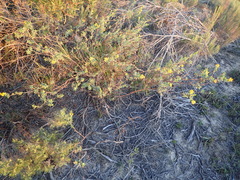 Lasiosiphon meisnerianus