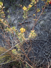 Lasiosiphon meisnerianus