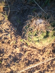 Coryphantha pycnacantha
