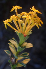 Lasiosiphon meisnerianus