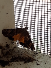 Catocala amica