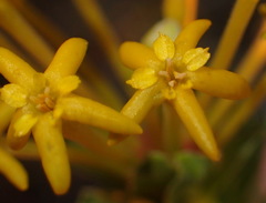 Lasiosiphon meisnerianus