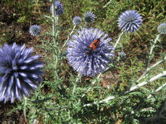 Stictoleptura cordigera