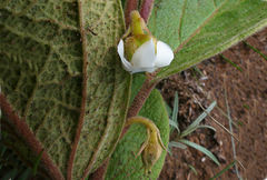 Diospyros galpinii