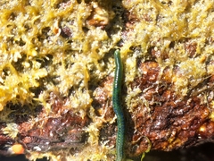 Eulalia clavigera