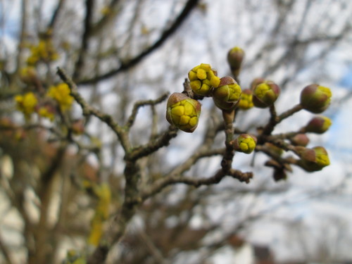 Cornelian cherry