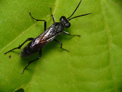 Macrophya blanda