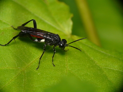 Macrophya blanda