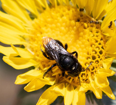 Cephalosmia