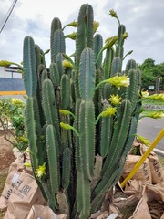 Cereus jamacaru