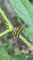 Ricania simulans