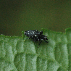 Cylindrocopturus quercus