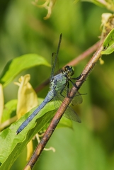 Erythemis simplicicollis
