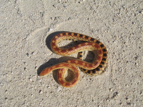 Cape Gopher Snake