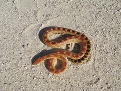 Pituophis vertebralis