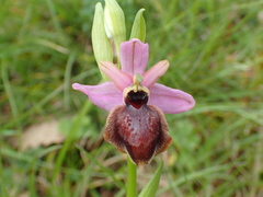 Ophrys sphegodes aveyronensis