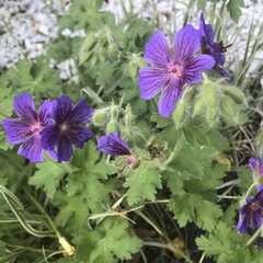 Geranium erianthum