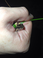 Leptodactylus albilabris