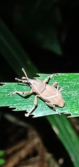 Cryptoderma formosense