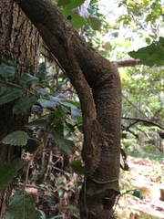 Uroplatus