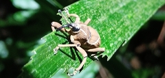 Cryptoderma formosense