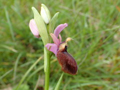Ophrys sphegodes aveyronensis
