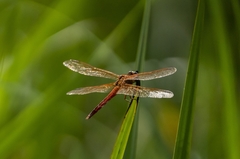 Libellula auripennis