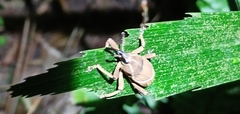 Cryptoderma formosense