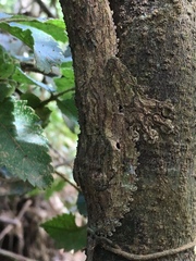 Uroplatus