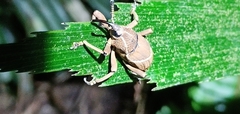 Cryptoderma formosense