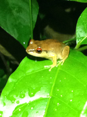 Eleutherodactylus antillensis