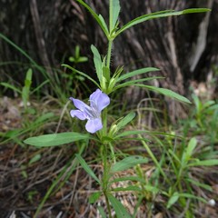 Dyschoriste linearis