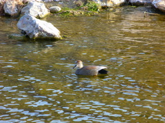 Mareca strepera