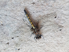 Leucorrhinia intacta