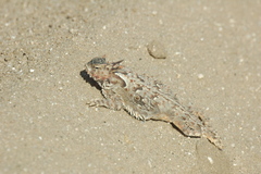 Phrynosoma coronatum