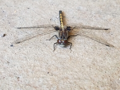 Leucorrhinia intacta