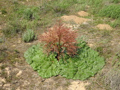 Rheum tataricum