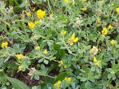Medicago minima