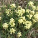 Yellow-flower Locoweed - Photo (c) lauriekoepke, some rights reserved (CC BY-NC)